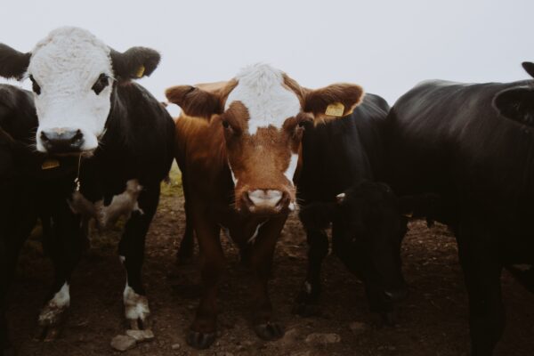 Lad landbruget og forbrugerne dele regningen for omstillingen af vores fødevareproduktion