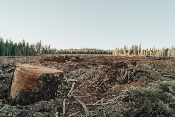 Fem ngo’er i fælles opråb: Statsstøtte til øget afbrænding af træ er stik imod klimavidenskaben