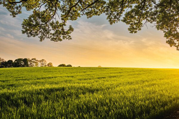 Carbon farming – en vigtig brik i landbrugets grønne omstilling