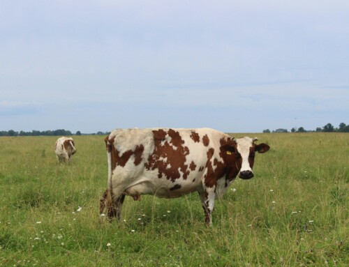 Stop for Bovaer efterlader hul i landbrugets klimaregnskab